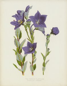 Le Platycode Chinois, Platycodon Chinense